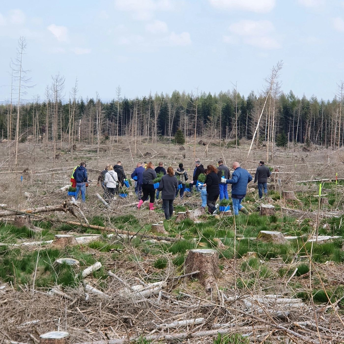 Group of people planting trees in a deforested area, environmental action.